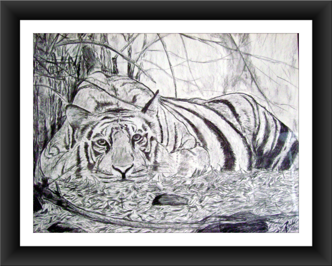 Bengal Tiger