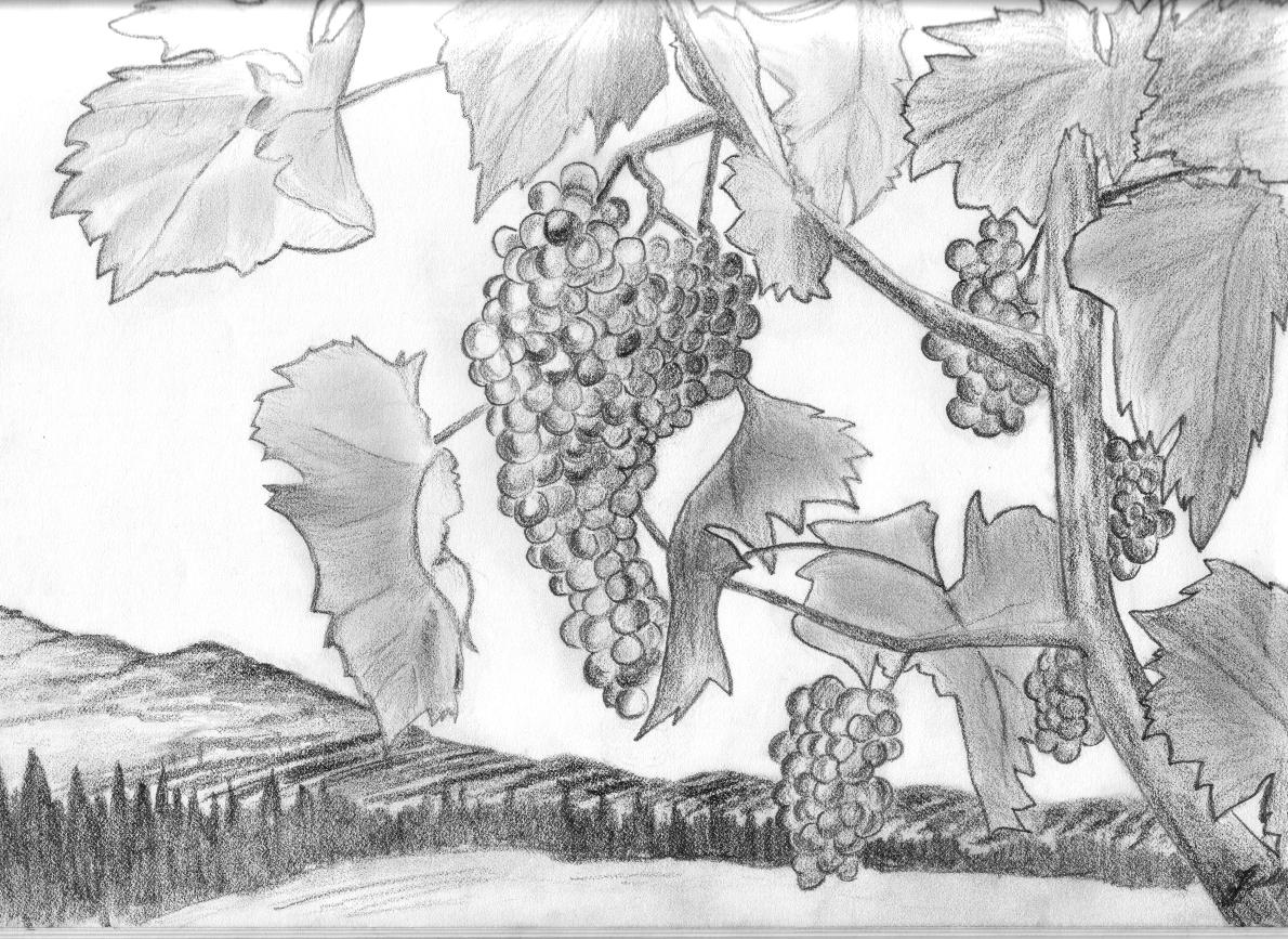 Grapes